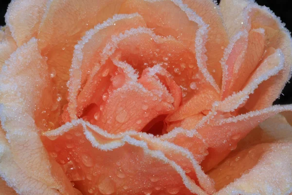 Rosa gelada — Fotografia de Stock