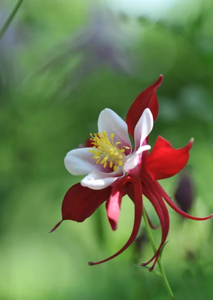 Κοντινό κόκκινο λουλούδι Royalty Free Εικόνες Αρχείου