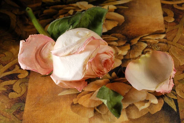 Увядшая роза Стоковое Фото