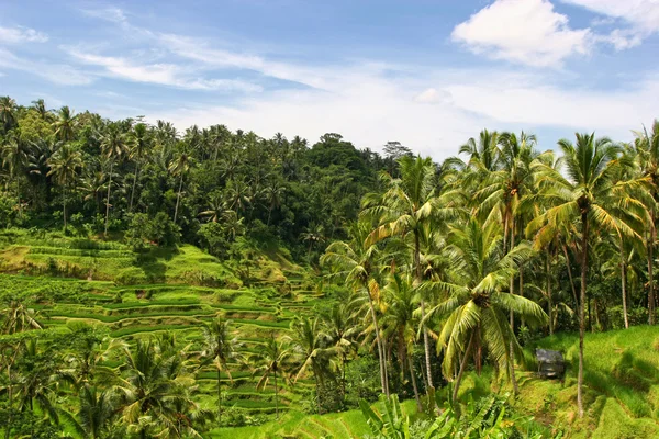 stock image Balinese rice fields