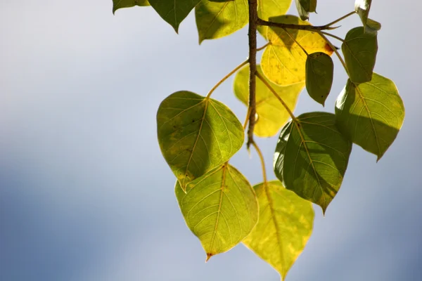 stock image Leaves