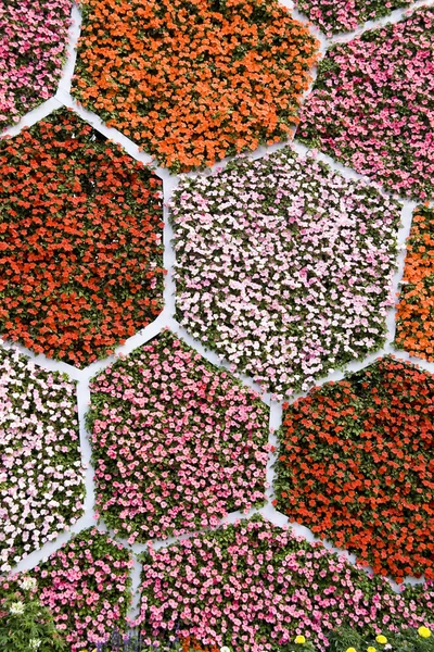 花の壁 — ストック写真