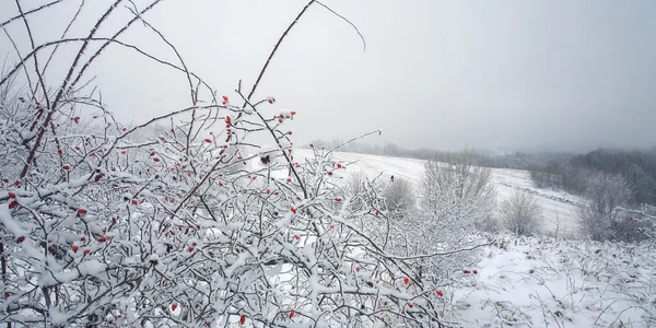 Vintertid — Stockfoto