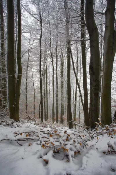 Vintertid i skogen — Stockfoto