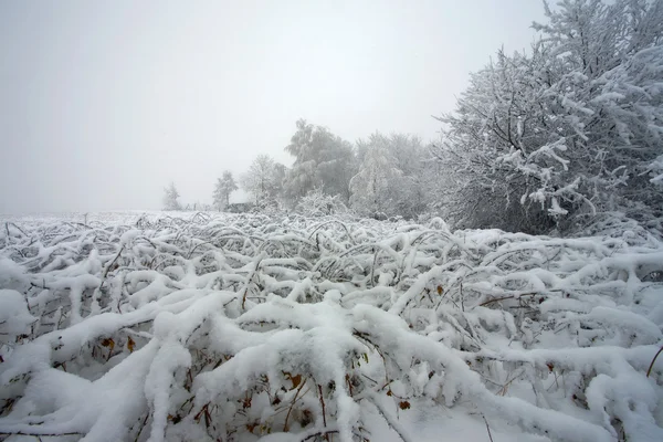 Vintertid i buskar — Stockfoto