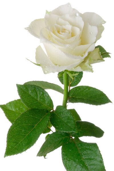 Белая роза
