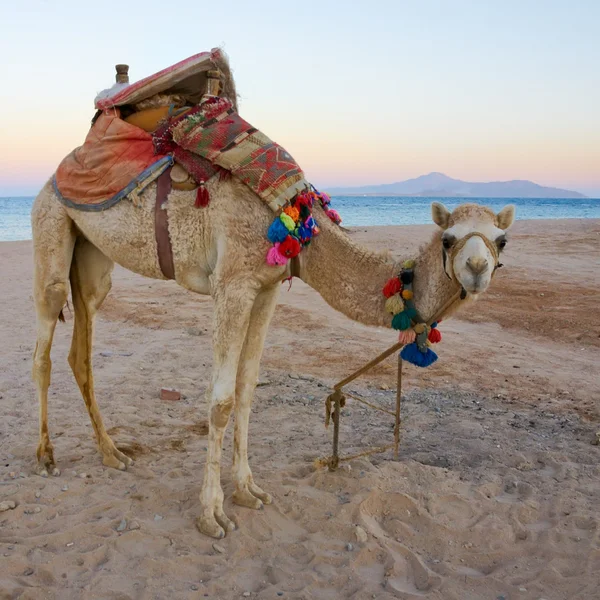 stock image Camel on the beach