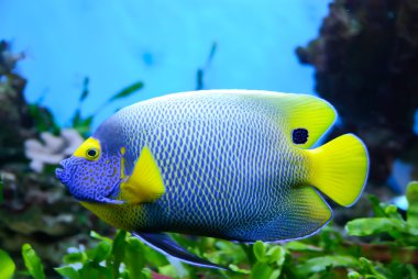 Angelfish (Pomacanthus xanthometapon) clipart