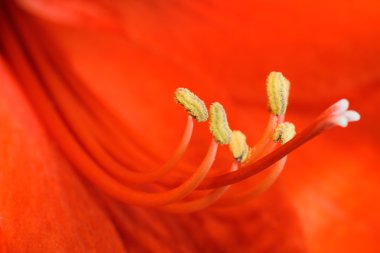 Kırmızı amaryllis çiçek