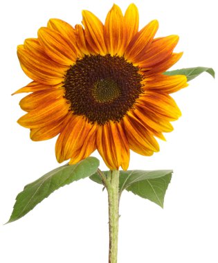 Single beautiful sunflower clipart