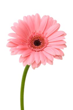 Pink daisy flower clipart