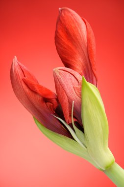 Red Amaryllis flower clipart