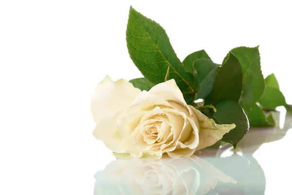 Λευκό και όμορφο τριαντάφυλλο — Φωτογραφία Αρχείου