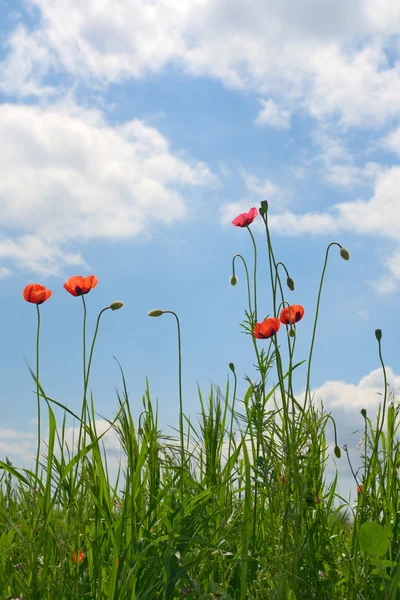 Poppies on meadow — Stock Photo, Image