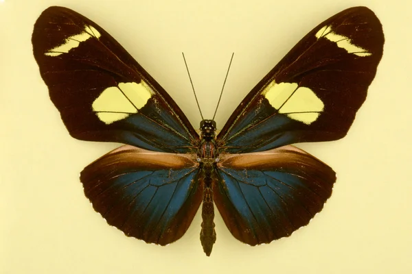 Güzel bir kelebek — Stok fotoğraf