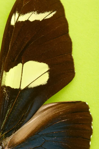 A pillangó szárnya — Stock Fotó