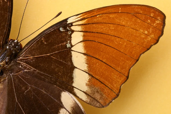 一只棕色的蝴蝶 — 图库照片