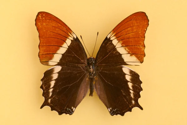 Gyönyörű barna pillangót — Stock Fotó