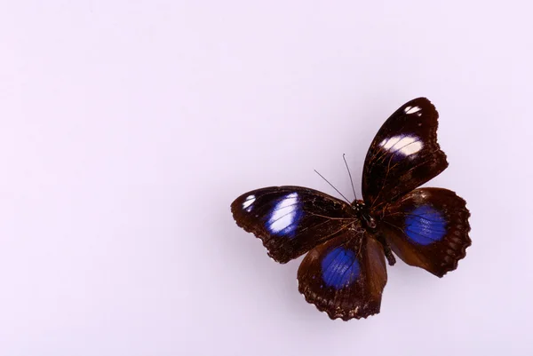Una hermosa mariposa — Foto de Stock
