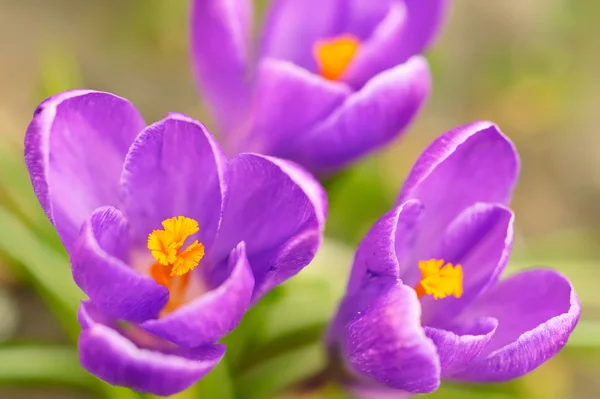 Gyönyörű lila crocus — Stock Fotó