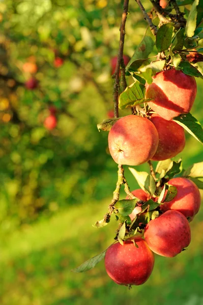 Спелые яблоки — стоковое фото