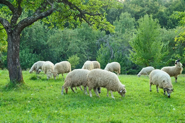 Rebaño de ovejas —  Fotos de Stock