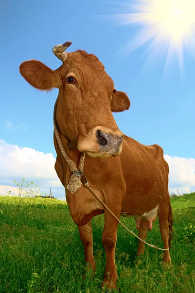 漂亮的棕色母牛 — 图库照片