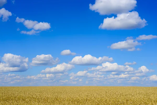 Golden wheat landscape — Stock Photo, Image