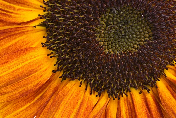Nahaufnahme Orange Sonnenblume — Stockfoto