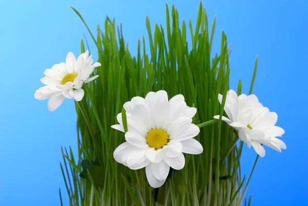 Beaux chrysanthèmes blancs — Photo
