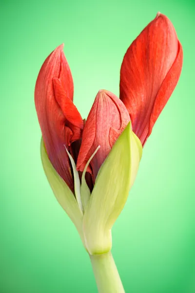 Fleur d'amaryllis rouge — Photo