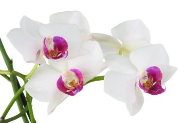güzel beyaz orkide