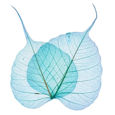 Motton blue leaves clipart