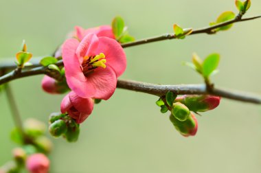 Japanese cherry blossoms clipart