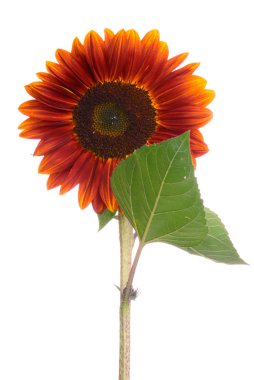 Single sunflower clipart