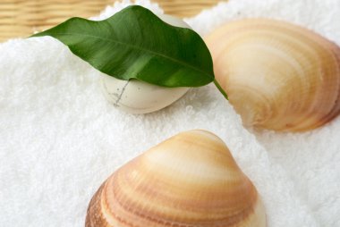 Seashell on towel clipart