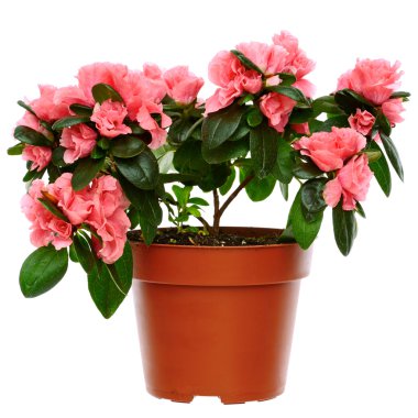 Azalea clipart