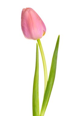 Tulip clipart