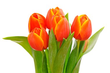 Red tulips clipart