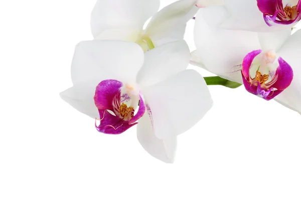 Красивая белая орхидея — стоковое фото