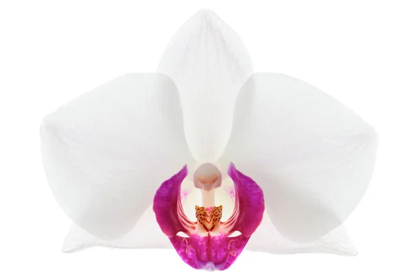 Violet orchideebloem — Stockfoto
