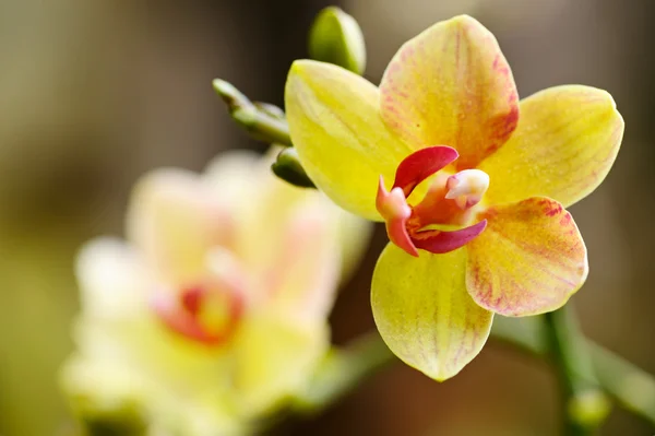 Orchidée en fleur — Photo