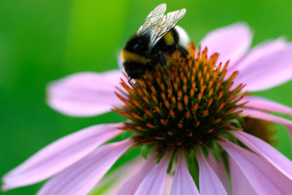 stock image Bumblebee