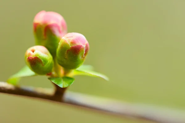 Flores de cerezo japonesas — Foto de Stock