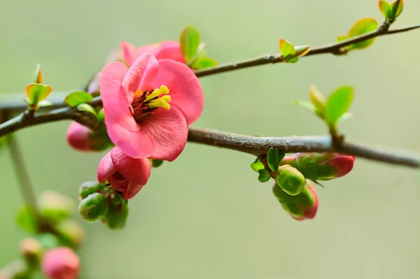 Japán cseresznye virágok — Stock Fotó