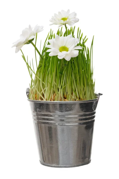 Flowers in bucket — Stock Photo, Image