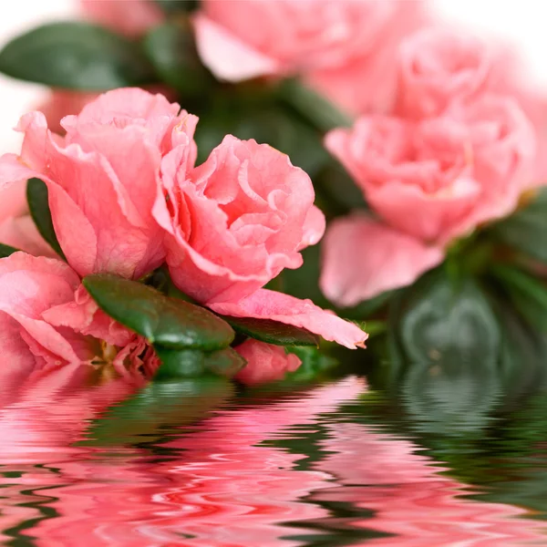 Bella azalea rosa — Foto Stock