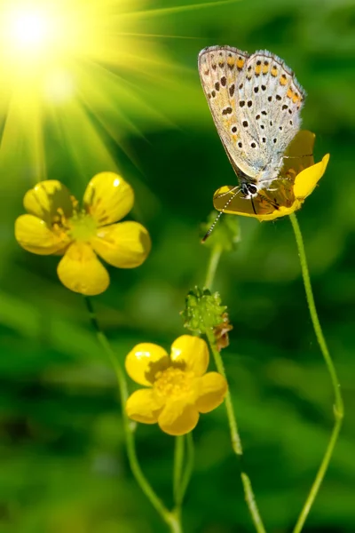 Joli papillon sur une fleur jaune — Photo