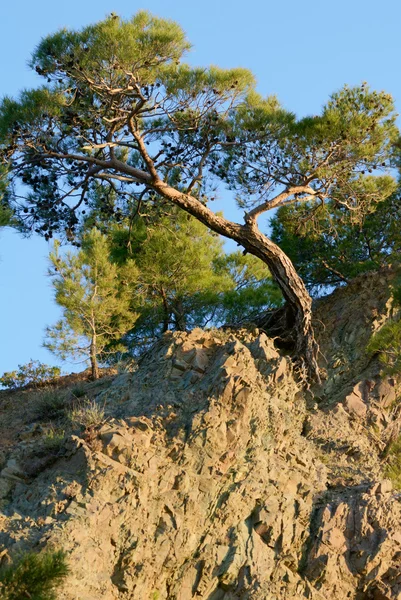 stock image Pine on the hill