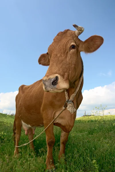 Pěkná hnědá kráva — Stock fotografie